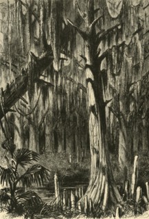 'Cypress-Swamp', 1872.  Creator: J. G. Smithwick.