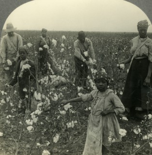 'A Typical Texas Cotton Field at Picking Time', c1930s. Creator: Unknown.