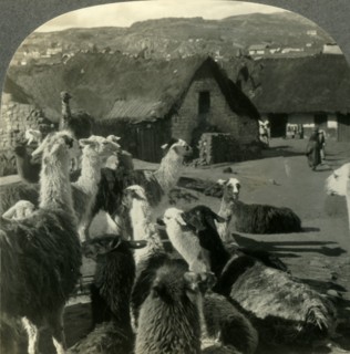 'Llamas, S. American Cousins of the Camel, Resting between Journeys, Cerro de Pasco, Peru', c1930s. Creator: Unknown.