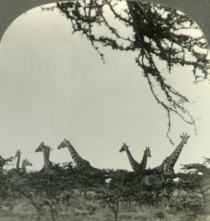 'Giraffes in the Kruger National Park, Transvaal, the Game Sanctuary of South Africa', c1930s. Creator: Unknown.