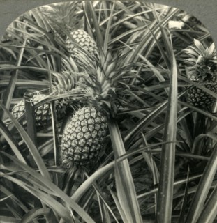 'Hawaiian Pineapple, "the King of Fruits", Ready for Picking', c1930s. Creator: Unknown.