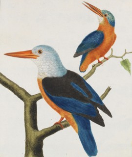 Histoire naturelle. Oiseaux. Planches enluminées, 1766-1782. Creator: Leclerc de Buffon, Georges-Louis (1707-1788).