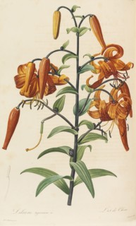 Les liliacées, 1804-1815. Creator: Redouté, Pierre-Joseph (1759-1840).