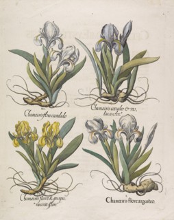 Chamaeiris flore , 1613. Creator: Besler, Basilius (1561-1629).