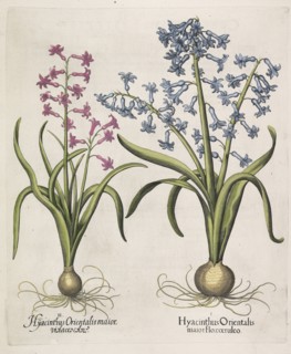 Hyacinthus orientalis , 1613. Creator: Besler, Basilius (1561-1629).