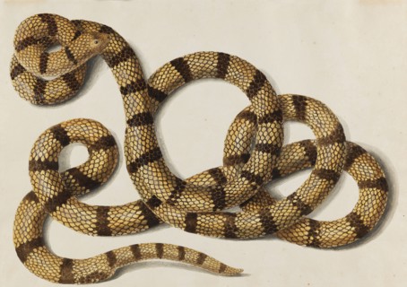 Snake, 1770-1780s. Creator: Scheidel, Franz Anton von (1731-1801).
