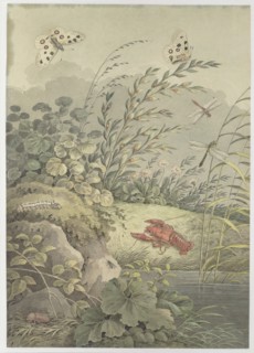 Piece of water with crab, butterflies, dragonflies and sea-buckthorn, c. 1800. Creator: Zingg, Adrian (1734-1816).