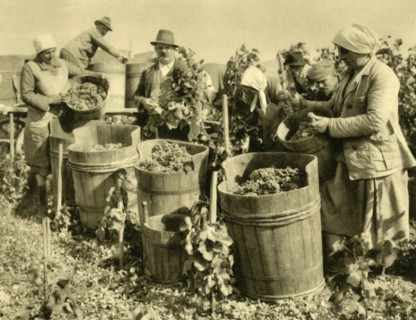 Wine harvest near Baden bei Wien, Lower Austria, c1935. Creator: Unknown.