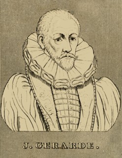 'J. Gerarde', (c1545-1612), 1830. Creator: Unknown.