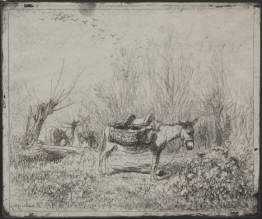 A Donkey in the Field, original impression 1862, printed in 1921. Creator: Charles François Daubigny (French, 1817-1878).