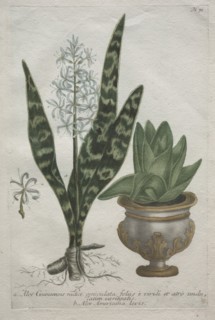 Aloes. Creator: Bartholomaus Seutter (German, 1678-1754); Johann Jakob Haid (German, 1704-1767).