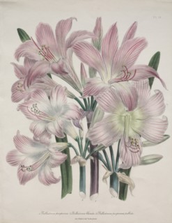 Belladonna Lily: Amaryllis belladonna. Creator: Jane Loudon (British, 1807-1858).