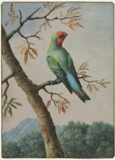 Bird Study. Creator: George Edwards (British, 1694-1773).