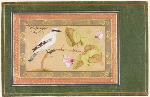 Black and White Bird Perched on a Shrub, 1651-1652. Creator: Shafi' Abbasi (Iranian).