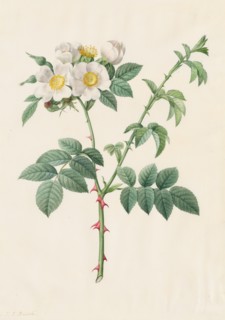 Brier Bush Rose or Dog Rose (Rosa Leucantha), 1817-1824. Creator: Henry Joseph Redouté (French, 1766-1853).
