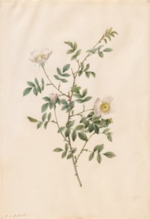 Brier Bush Rose or Dog Rose (Rosa Sepium Rosea), 1817-1824. Creator: Henry Joseph Redouté (French, 1766-1853).