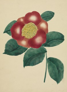 Chinese Flower. Creator: Mary Altha Nims (American, 1817-1907).