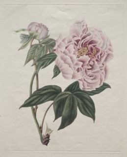 Chinese Tree Peony (Paeonia suffruticosa), c. 1820. Creator: Smith (British).