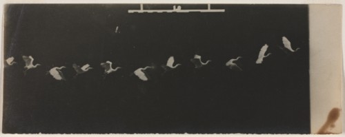 Chronophotograph of a Flying Heron. Creator: Étienne-Jules Marey (French, 1830-1904).