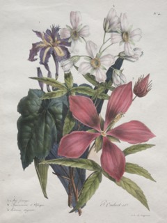Cours dHistoire Naturelle, contenant les principales espèces du règne animal?, 1825. Creator: Godefroy Engelmann (French, 1788-1839).
