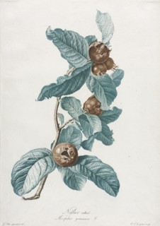 Cultivated Medlar (Mespilus germanica), c. 1800. Creator: Gerard van Spaendonck (Dutch, 1746-1822).