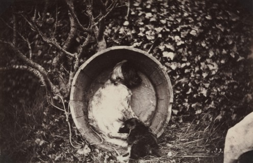 Dog and Puppy in Barrel, late 1870's. Creator: Auguste Giraudon's Artist (French).