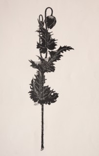 Flower Study. Creator: Harry Fenn (American, 1838/45-1911).