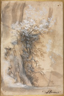 Flowering Bush above an Eroded Bank, 1565-1570. Creator: Federico Barocci (Italian, 1528-1612).