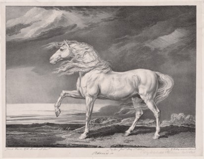 Fourteen Celebrated Horses: Adonis, 1824. Creator: James Ward (British, 1769-1859).