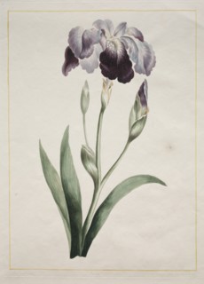 Japanese Iris (Large Blue Iris), 1801. Creator: John Edwards (British).