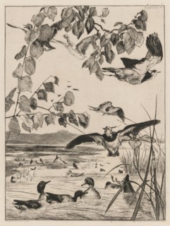 Lapwings and Teals, 1862. Creator: Félix Bracquemond (French, 1833-1914).