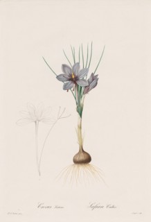 Les Liliacées: Crocus Sativus, 1802-1816. Creator: Henry Joseph Redouté (French, 1766-1853).