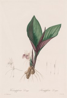 Les Liliacées: Kaempferia longa, 1802-1816. Creator: Henry Joseph Redouté (French, 1766-1853).