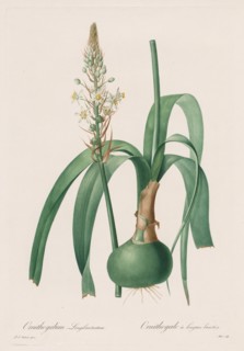 Les Liliacées: Ornithogalum longibracteatum, 1802-1816. Creator: Henry Joseph Redouté (French, 1766-1853).