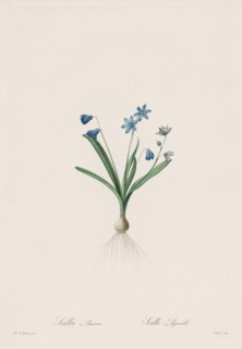Les Liliacées: Scilla amaena, 1802-1816. Creator: Henry Joseph Redouté (French, 1766-1853).