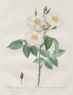 Les Roses: Rosa Damascena, subalba, 1817-1824. Creator: Henry Joseph Redouté (French, 1766-1853).