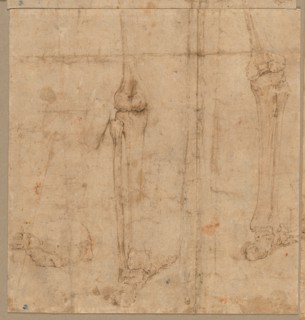 Lower Half of Skeleton from the Back, early 1540s. Creator: Battista Franco (Italian, c. 1510-1561).