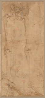Lower Half of Skeleton from the Front, early 1540s. Creator: Battista Franco (Italian, c. 1510-1561).