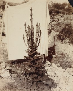 Mullein in Bloom, c. 1897-1899. Creator: Eugène Atget (French, 1857-1927).