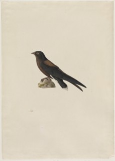 Needle-Tailed Swift (Hirundapus caudaculus), 1800s. Creator: Paul Hüet (French, 1803-1869).