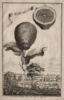 Nurnbergische Hesperides: La Luchetta Imoperiale, 1714. Creator: Joseph de Montalegre (Hungarian).