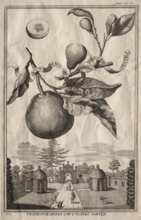 Nurnbergische Hesperides: Limon bergamotto personzin gientile, 1714. Creator: Joseph de Montalegre (Hungarian).