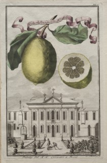Nurnbergische Hesperides: No125 - Limon Ponzino da Neapoli. Palazzo del N. H. Cornaro à Fiesso, c170 Creator: Joseph de Montalegre (Hungarian); Johoann Christoph Volckamer (German).