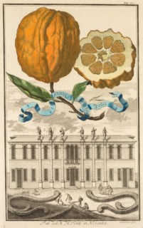 Nurnbergische Hesperides: No185 - Aranzo Striato dolce. Palazzo del N. H. Fonte in Noventa, c1708. Creator: Joseph de Montalegre (Hungarian); Johoann Christoph Volckamer (German).