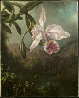 Orchid Blossoms, 1873. Creator: Martin Johnson Heade (American, 1819-1904).