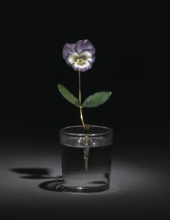 Pansy, before 1919. Creator: Unknown.