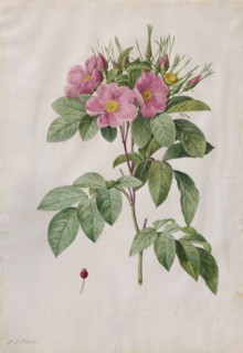 Pasture Rose (Rosa Carolina Corymbosa), 1817-1824. Creator: Henry Joseph Redouté (French, 1766-1853).