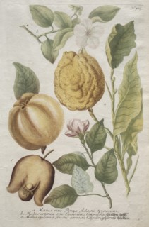 Phytanthoza iconographia: No. 703. Creator: Johann Wilhelm Weinmann (German); Bartholomaus Seutter (German, 1678-1754).