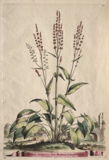 Phytographia Curiosa: Acetosa Vulgaris sive Rumex Canpferinus. Creator: Abraham Munting (Dutch, 1626-1683).