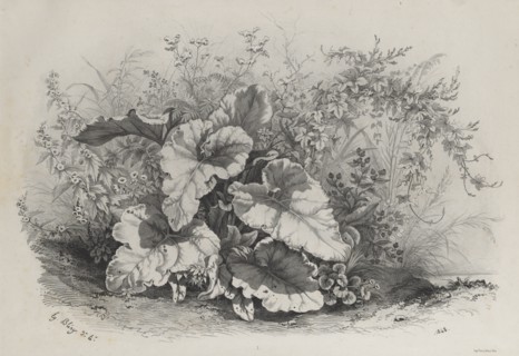 Plant Study from Group of Various Plants Drawn and Lithographed after Nature..., 1848. Creator: Eugene Bléry (French, 1805-1886).